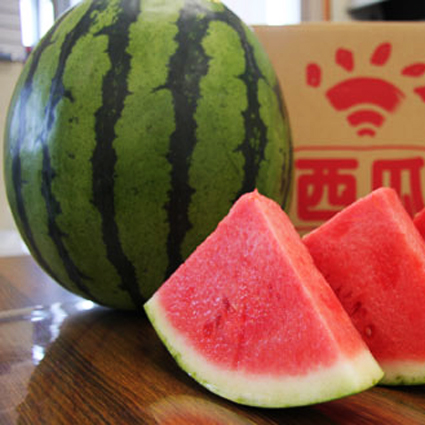 三国町スイカ 三国町スイカ