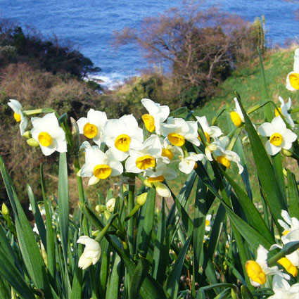 福井の水仙
