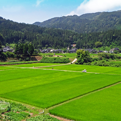 福井の田んぼ